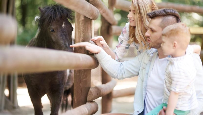 Attività con animali per famiglie: esperienze educative che creano connessioni profonde 1